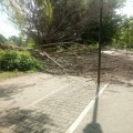 Cae árbol en parque lineal