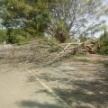 Cae árbol en parque lineal