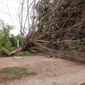 Vuelve a caer árbol en parque lineal