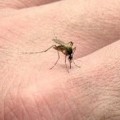 Aumentan casos de dengue  y zika en la región