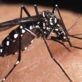 Aumentan casos de dengue  y zika en la región