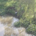 Encuentran al “Chilindrin”  flotando en el río de Tomatlán.