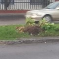 Vehículo tumba almendro en avenida Prisciliano Sánchez