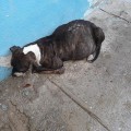 Patrulla Verde y veterinaria, Rosario de La Mora salvan a perrita en proceso de parto