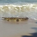 Aparecen cocodrilos en la playa del hotel Grand Fiesta Americana