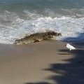 Aparecen cocodrilos en la playa del hotel Grand Fiesta Americana