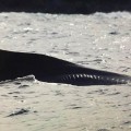 Denuncian cría de ballena lesionada por embarcación