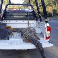 Capturan a cocodrilo en Villas Universidad