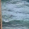 Capturan cocodrilo que nadaba frente a Garza Blanca
