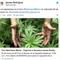 Senadora de Morena compara mariguana con clítoris