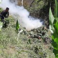 Policías estatales combaten producción de marihuana; destruyen más de 157 mil plantas