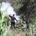 Policías estatales combaten producción de marihuana; destruyen más de 157 mil plantas