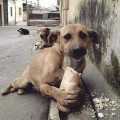 Diputada de Puebla propone eliminar perros callejeros por sobrepoblación
