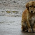 Diputada de Puebla propone eliminar perros callejeros por sobrepoblación