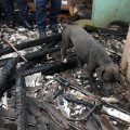 Se salvan tres mascotas de la explosión e incendió.