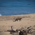 Pumas yanguarundi en las playas de la región.