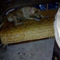 Envenenan perros en colonia Rincón del Puerto