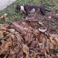 Envenenan perros en colonia Rincón del Puerto