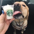 Starbucks ofrece una bebida especial para perros