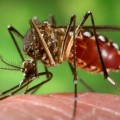 Emiten solo “aviso” epidemiológico por dengue en Jalisco