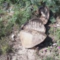 Encuentran cementerio de tortugas