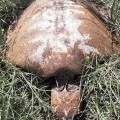 Encuentran cementerio de tortugas