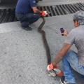 Capturan serpiente