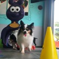Hoteles en Puerto Vallarta Pet Friendly para los viajantes con mascota