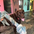 Hoteles en Puerto Vallarta Pet Friendly para los viajantes con mascota