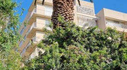 Derriban y destruyen 492 palmeras en la CDMX