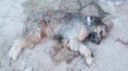 Envenenan mascotas en Ixtapa