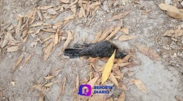 Misteriosa muerte de aves y gallinas en la Calle Azucena, Colonia La Floresta