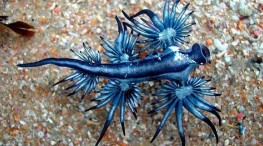 Reportan presencia de “Dragones Azules” en playas de Vallarta