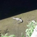 Capturan a caimán en Lago Real