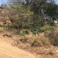 Enjambre de abejas mata mascotas en Ixtapa
