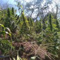 Incineran 46 plantíos de "mota" en Talpa