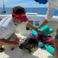 Liberan seis tortugas atrapadas en redes prohibidas