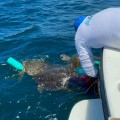 Liberan seis tortugas atrapadas en redes prohibidas