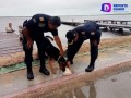 ¡Crueldad total! Perrito sobrevive al paso de Huracán Milton a pesar de ser amarrado a un muelle