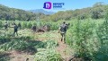 Destruyeron un plantío de Marihuana en Mascota, Jalisco.