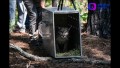 Liberan a puma rescatado en el Bosque La Primavera