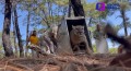 Liberan a puma rescatado en el Bosque La Primavera