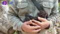 220 monos aulladores han muerto en México por altas temperaturas