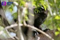 220 monos aulladores han muerto en México por altas temperaturas