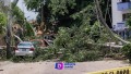 Árbol Caído en Aralias Aplasta Dos Vehículos y Derriba Cables de Electricidad