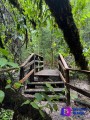 Bosque de Maple en Talpa.