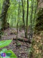 Bosque de Maple en Talpa.