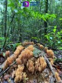 Bosque de Maple en Talpa.