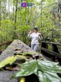 Bosque de Maple en Talpa.