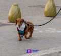 Camina Salchicha por el malecón